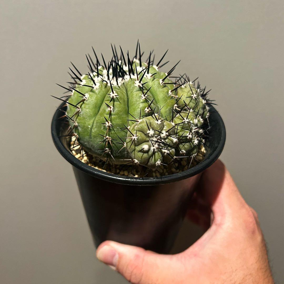 さ*男様 コピアポア　シネレア　黒王丸