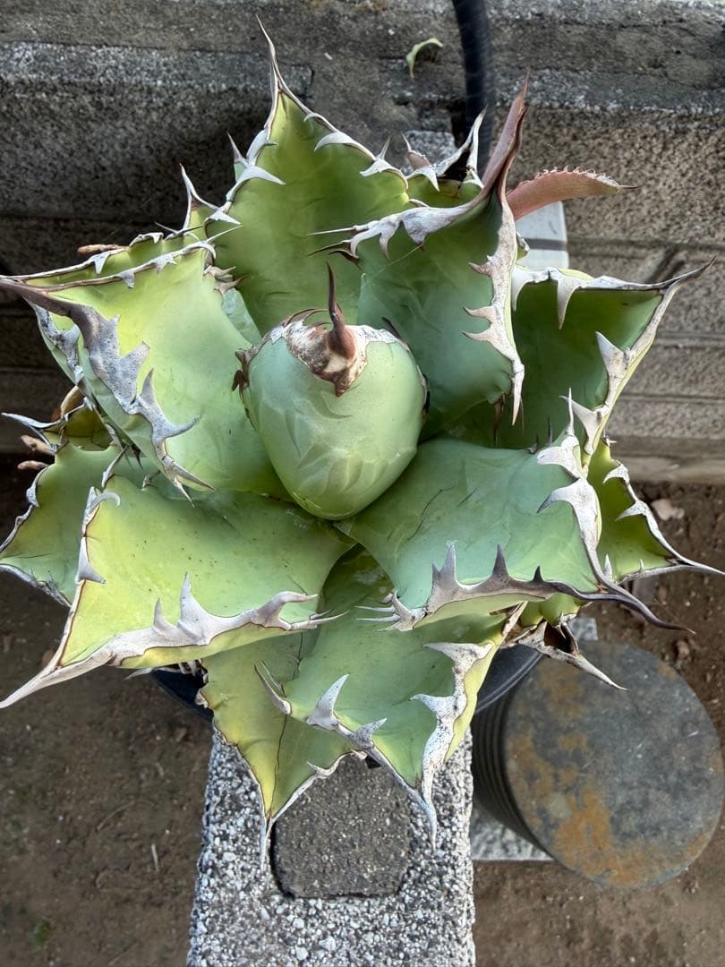 姫厳竜 観葉植物　アガベ　チタノタ　白鯨