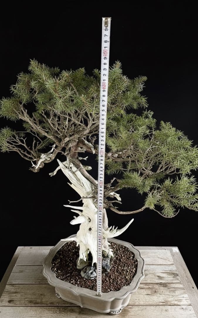 希少！山採り 杜松 展示会 イボジン 真柏 大品