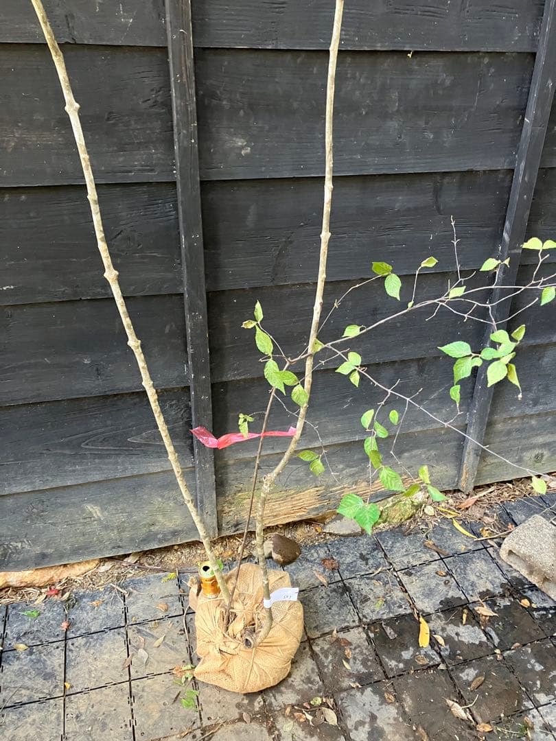 503 山採り　アオダモ　コバノガマズミ　混合株