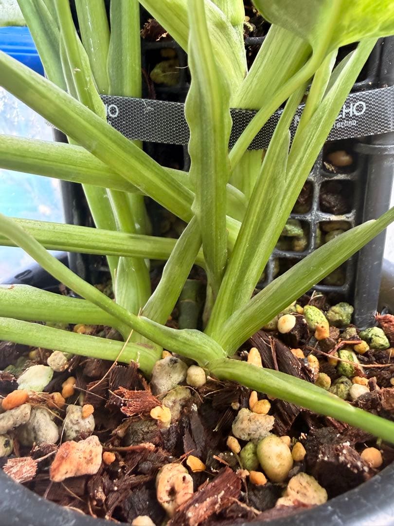 モンステラ アダンソニー 斑入り ミント