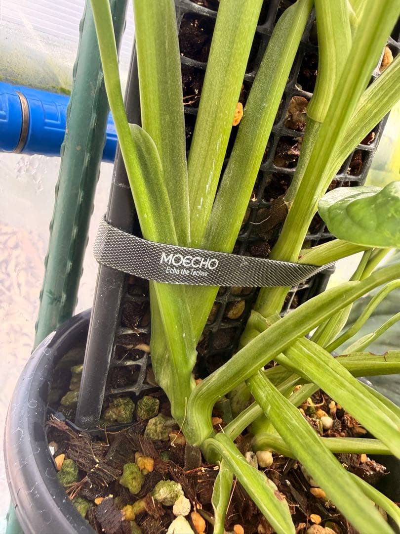 モンステラ アダンソニー 斑入り ミント