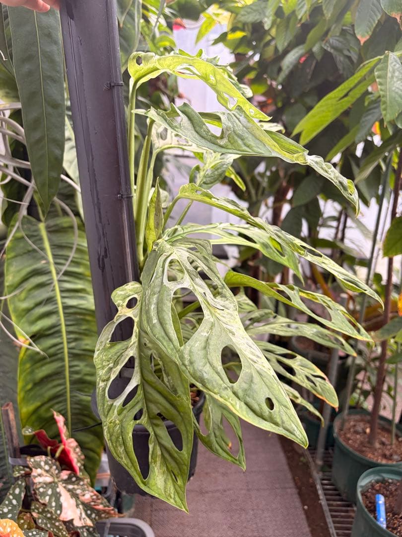 モンステラ アダンソニー 斑入り ミント