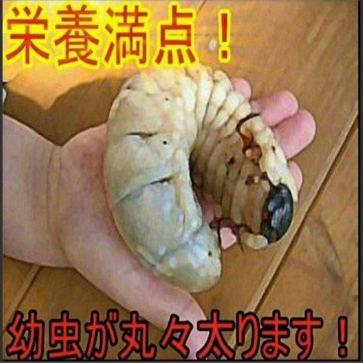 カブトムシ幼虫が大きくなる！発酵マット【60L】室内製造で雑虫混入100％なし！