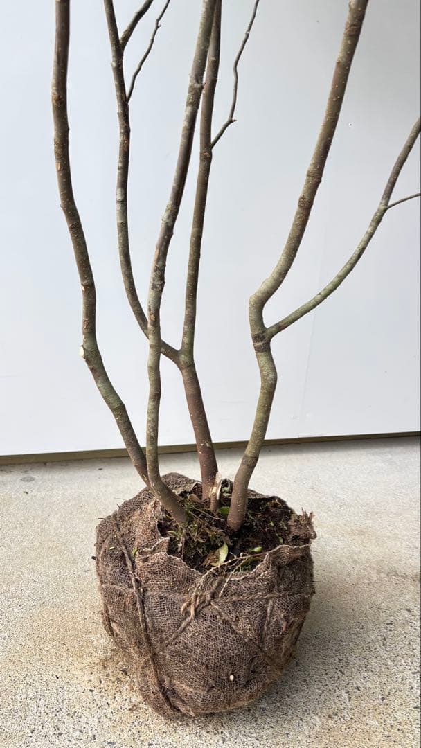 美しい樹形が魅力的 山採り ハイノキ 株立 634 樹高1.7m位 高級樹