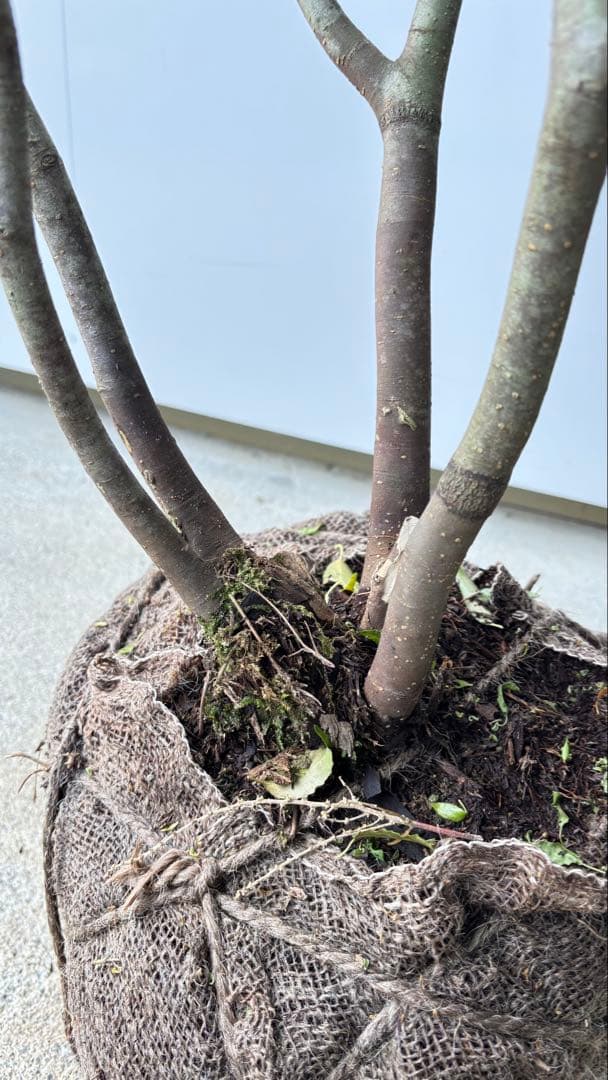 美しい樹形が魅力的 山採り ハイノキ 株立 634 樹高1.7m位 高級樹