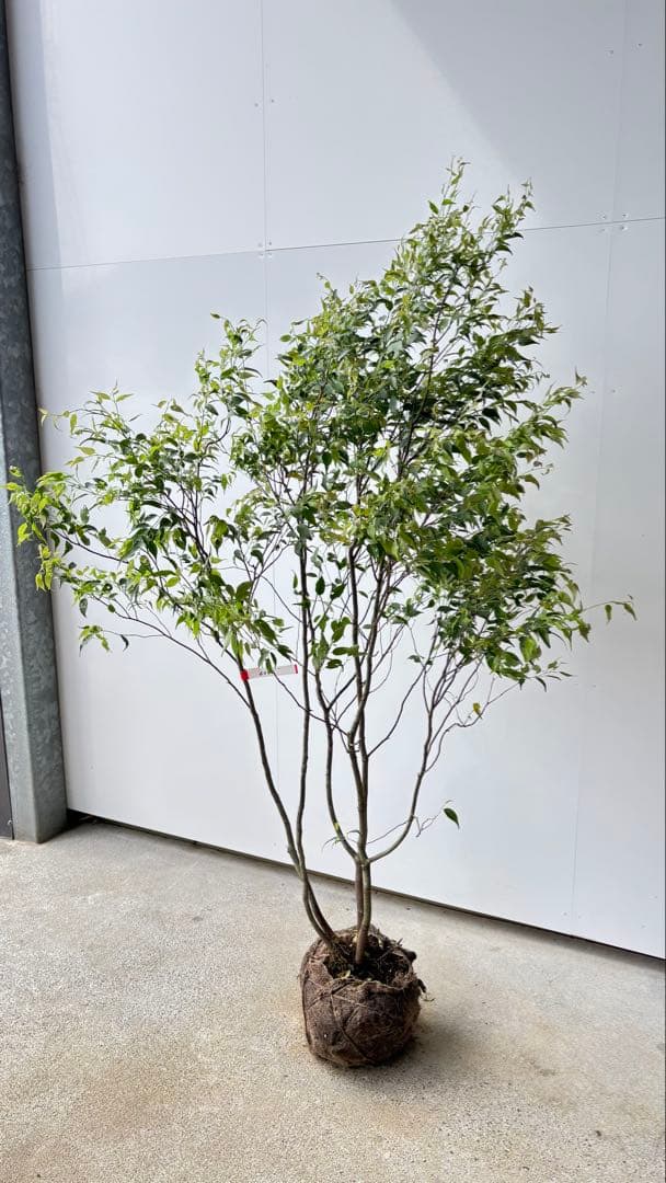 美しい樹形が魅力的 山採り ハイノキ 株立 634 樹高1.7m位 高級樹