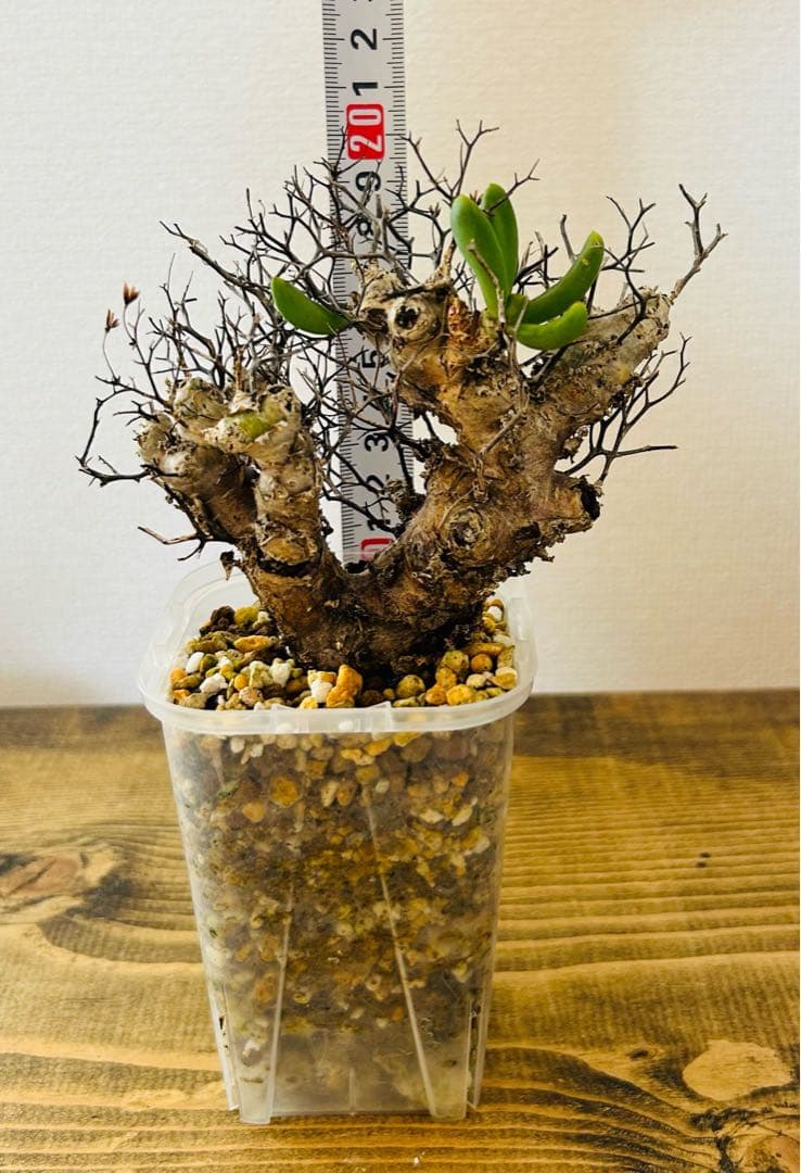 ★発根済★万物想　鉢付き・塊根植物