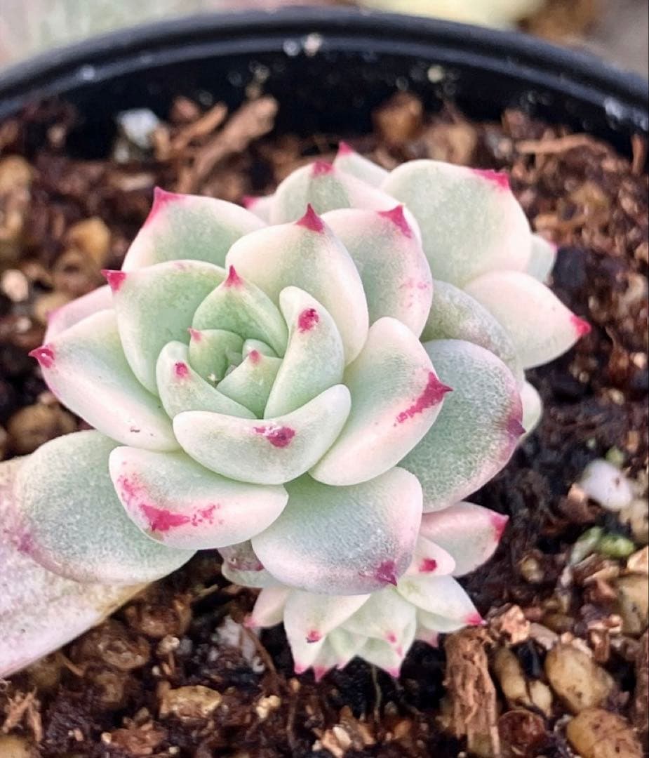 多肉植物　摘芯株　沙羅姫錦　抜き苗