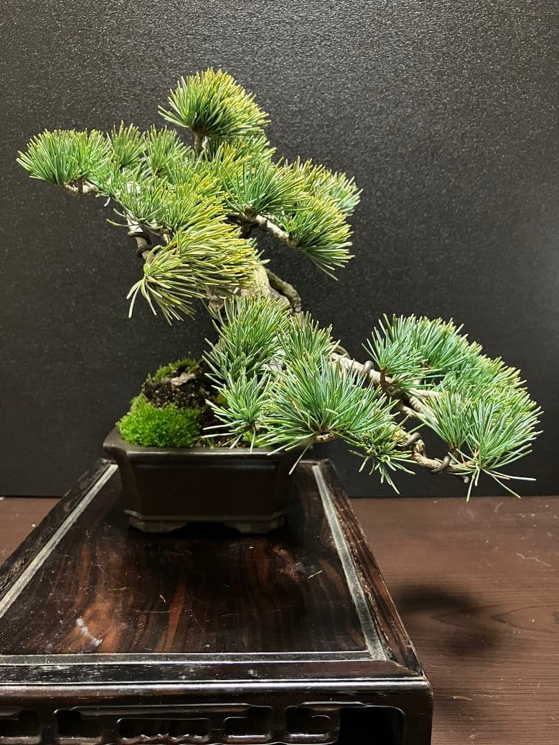 銀八房五葉松、宮島五葉松の捻転盆栽