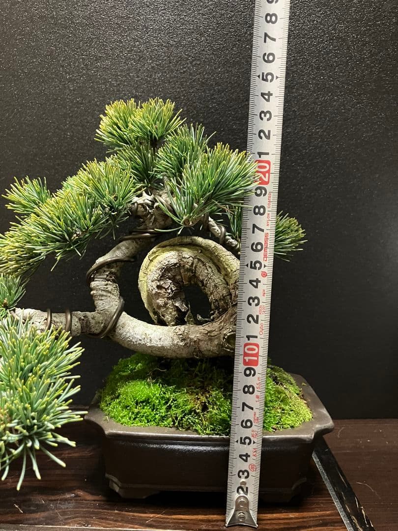 銀八房五葉松、宮島五葉松の捻転盆栽