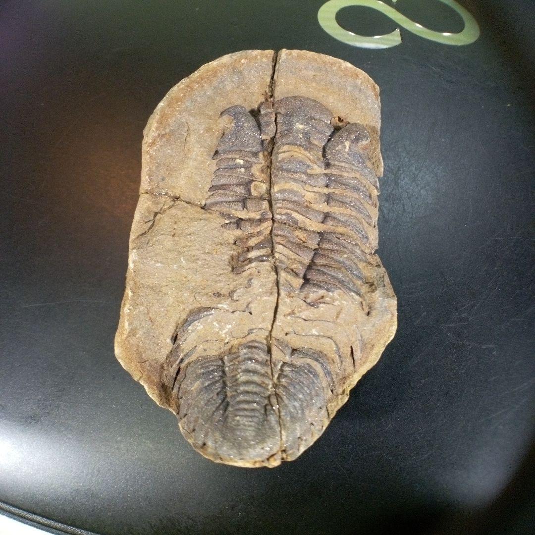 三葉虫　化石　ボリビア産　南アメリカ　trilobite　Bolivia三葉虫⑨