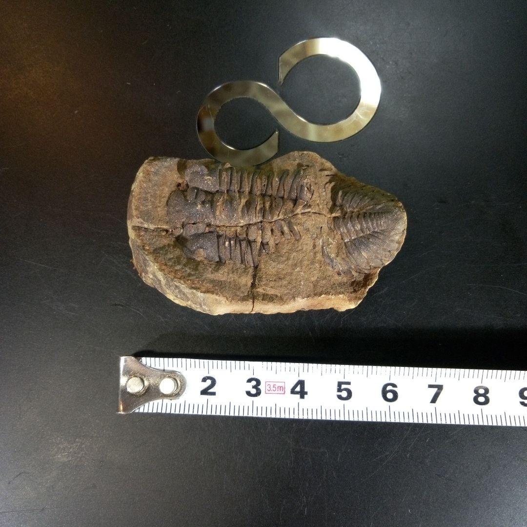三葉虫　化石　ボリビア産　南アメリカ　trilobite　Bolivia三葉虫⑨
