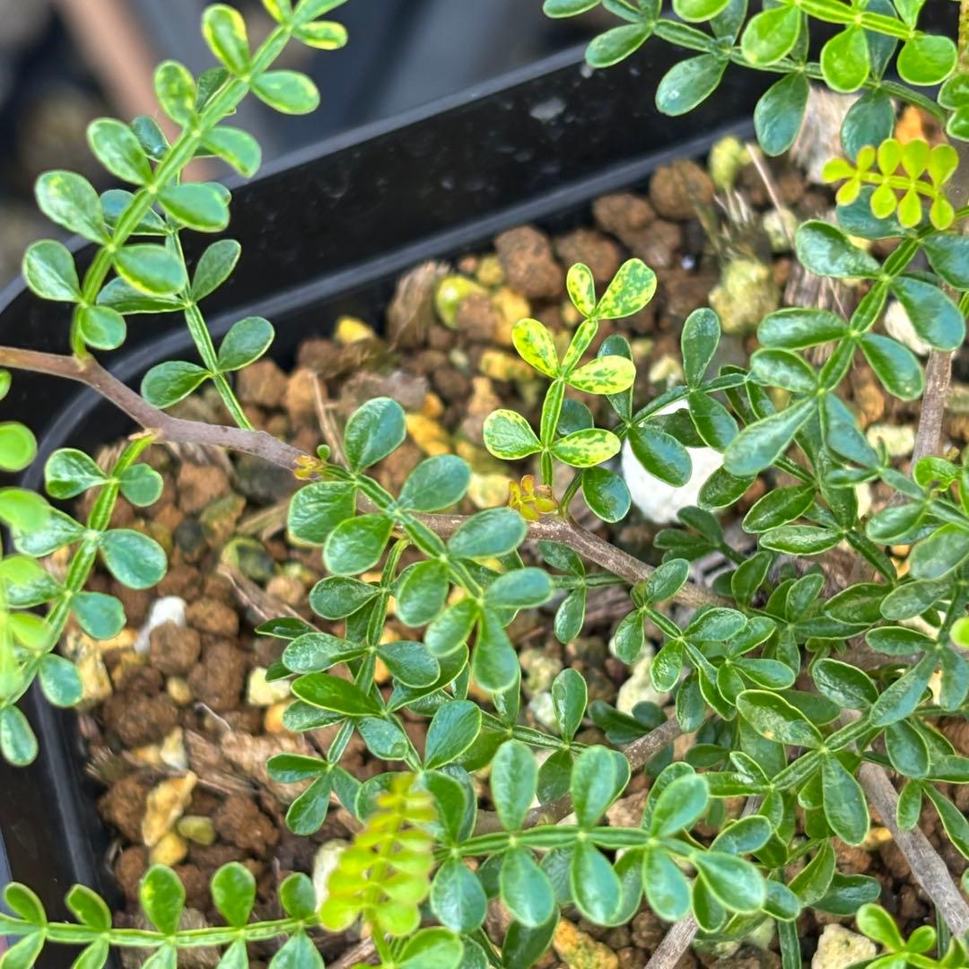 短期間限定超特価！ 超希少 斑入り オペルクリカリア パキプス 根挿し株 発芽済