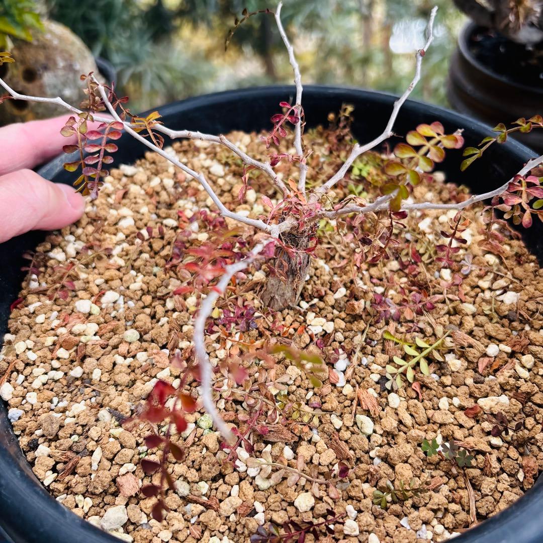 短期間限定超特価！ 超希少 斑入り オペルクリカリア パキプス 根挿し株 発芽済