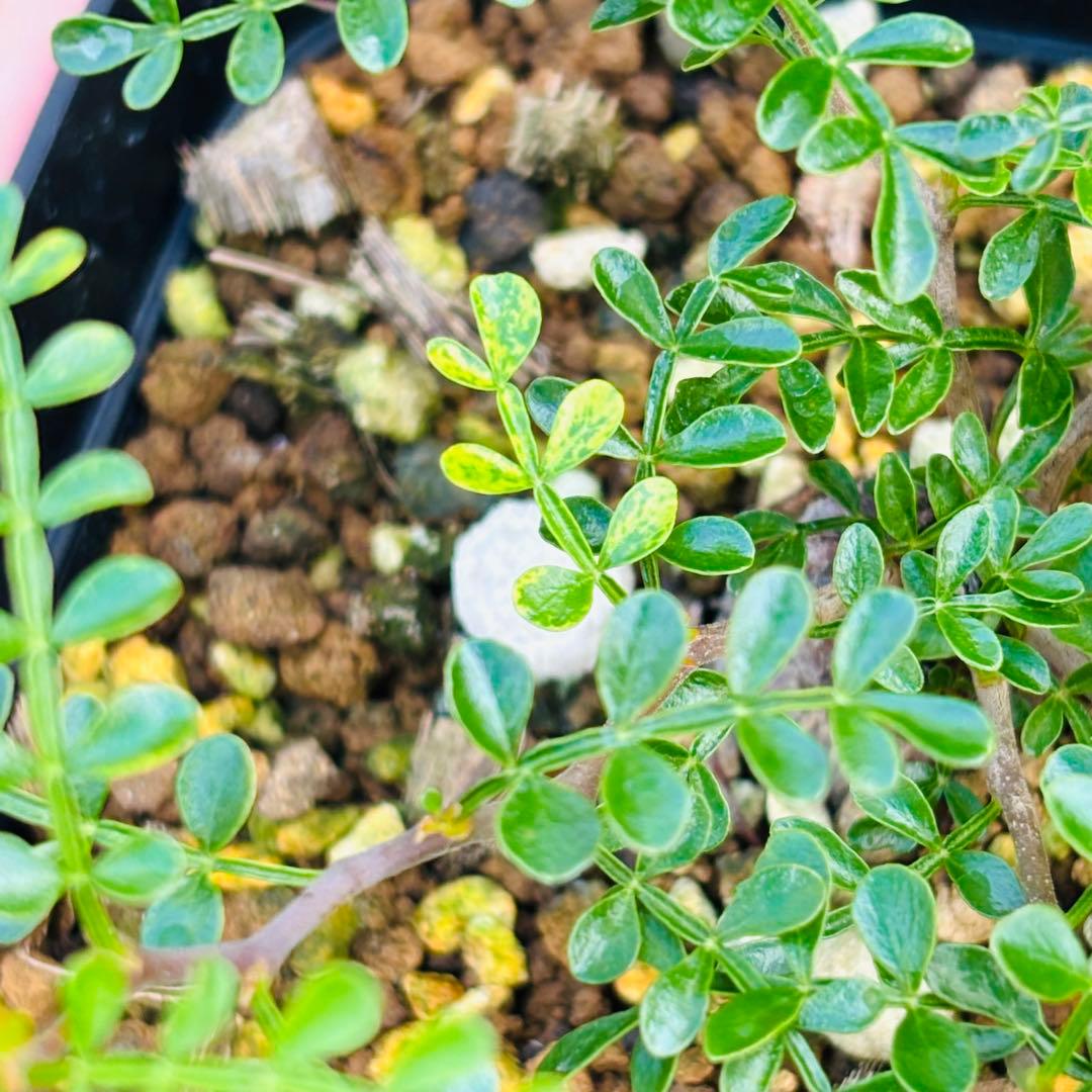 短期間限定超特価！ 超希少 斑入り オペルクリカリア パキプス 根挿し株 発芽済