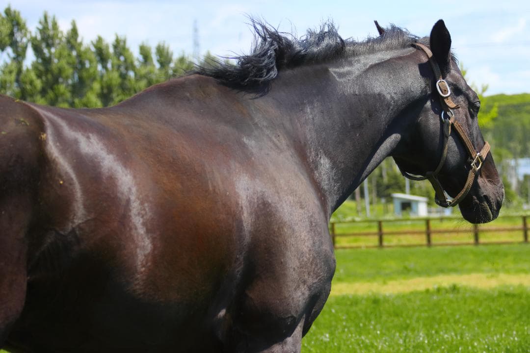 EF70-300mm F4.5-5.6 DO IS USM【高解像感・作例あり】