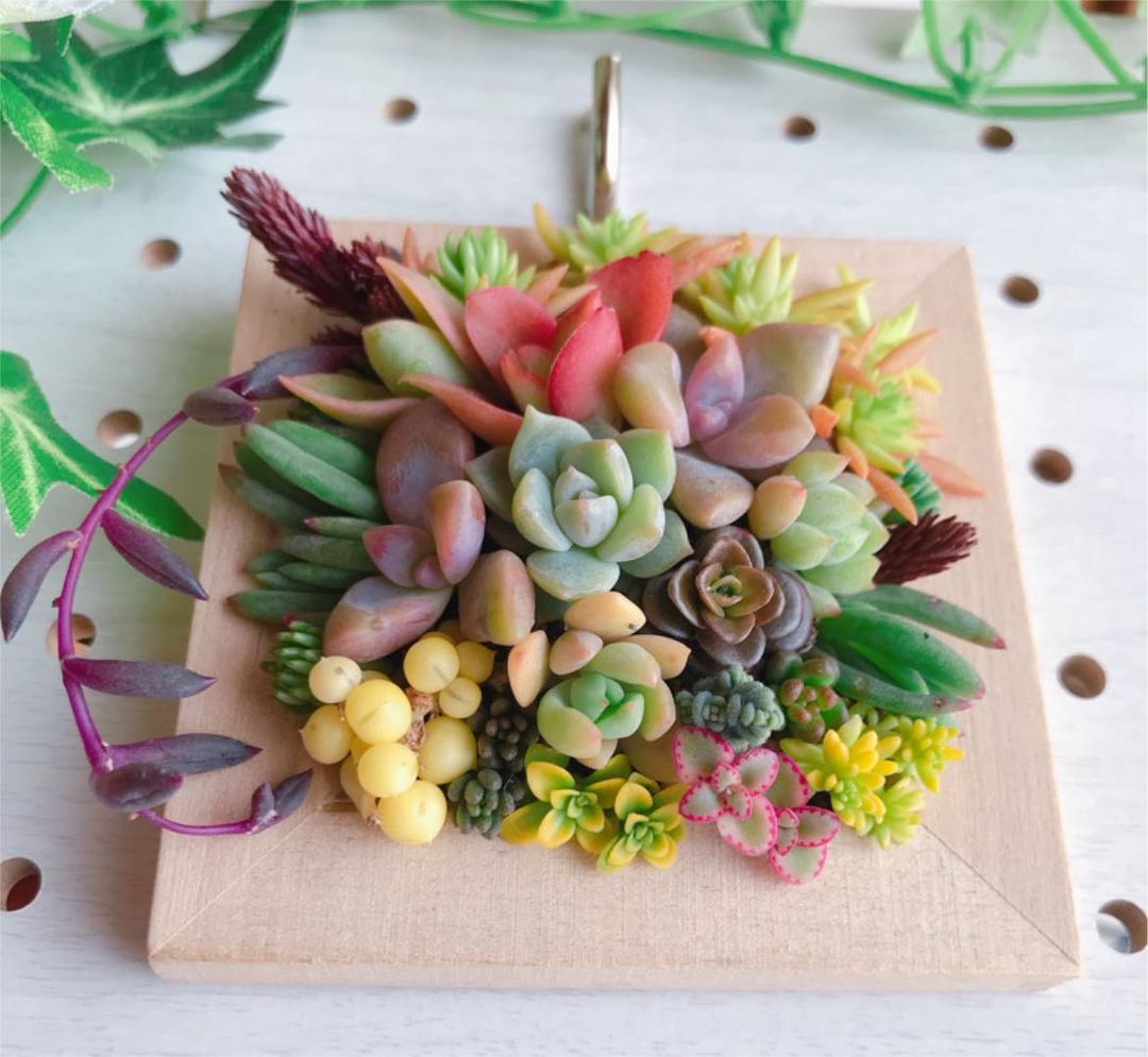 ★★壁掛け❤️★寄せ植え★ちまちまキュンキュン★このまま飾れます★多肉植物