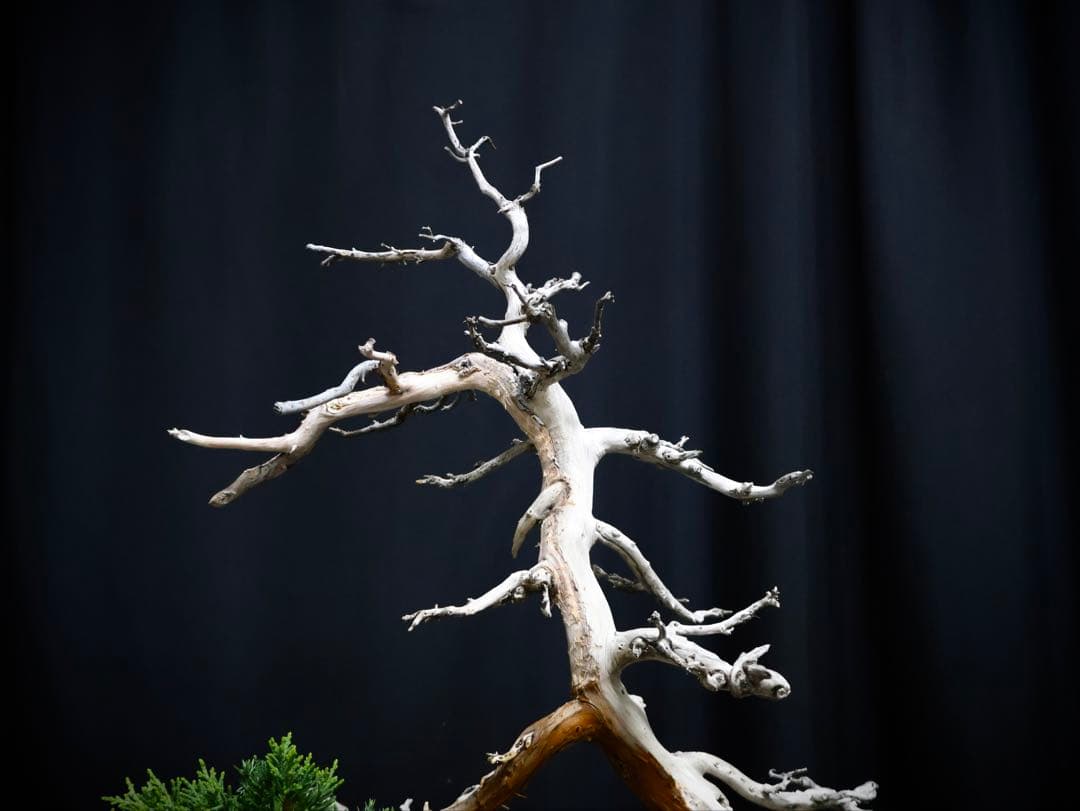 逸品　真柏　盆栽　樹高45cm 古木　天ジン　天シャリ