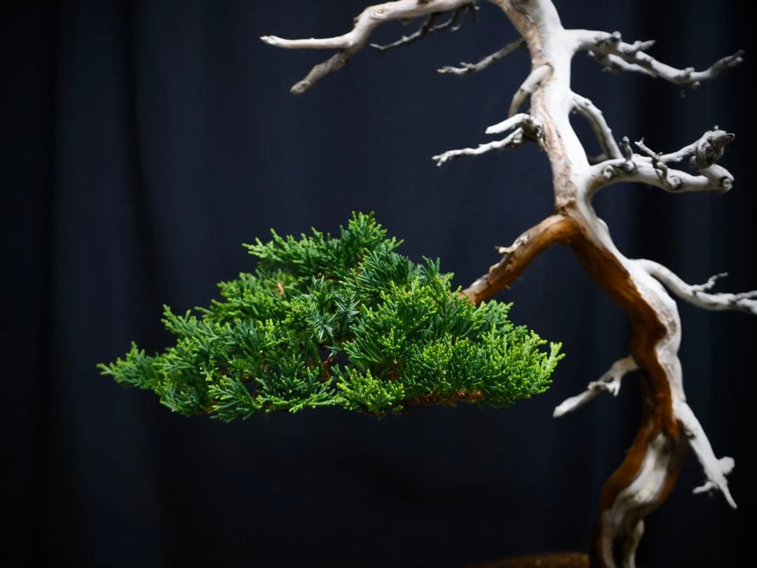 逸品　真柏　盆栽　樹高45cm 古木　天ジン　天シャリ