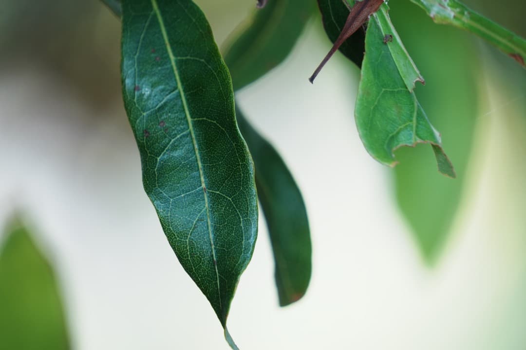 【美品】TAMRON 18-300mm 高倍率ズーム 手振れ補正 ソニーE