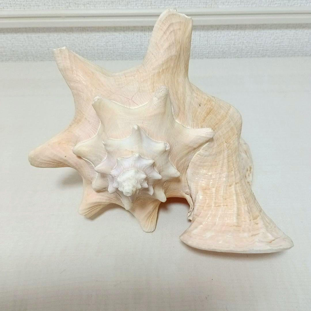 コンク貝 ピンク貝 貝殻 希少貝殻 標本貝 インテリア 置物 ccp003