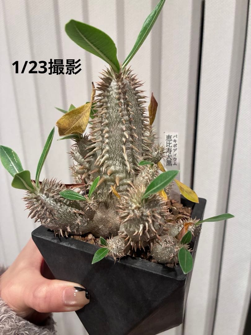 パキポディウム 恵比寿大黒　多頭