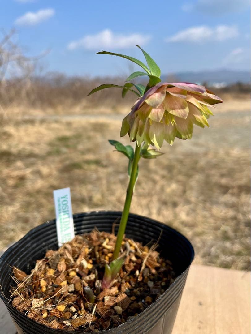 i*u様 ☘️蕾付き☘️3304⭐️超希少⭐️アンティークピエラ⭐️吉田園芸⭐️