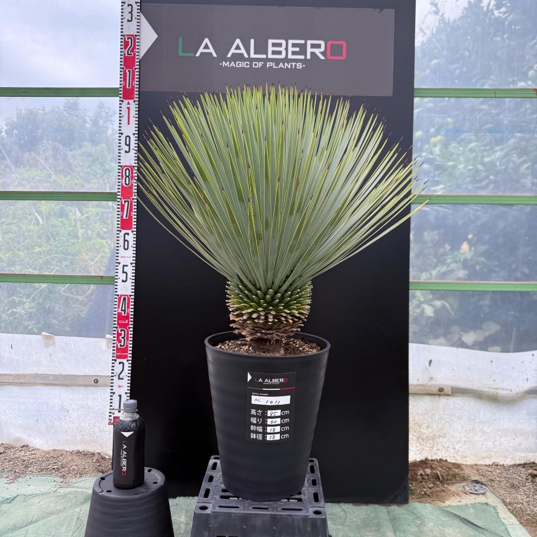 【AL1011】ユッカ　ロストラータ　シルバーブルー個体　超超美形