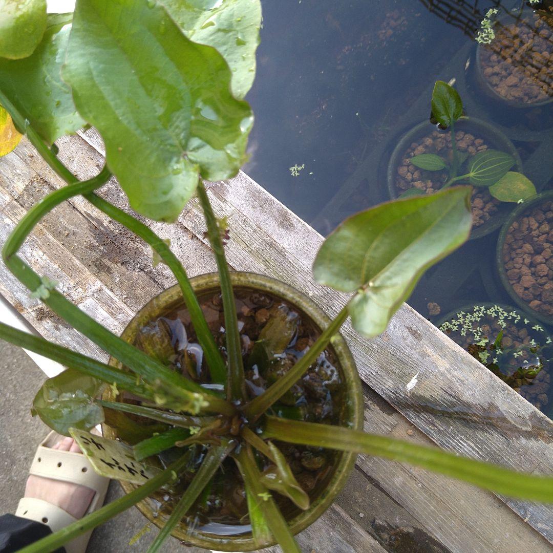 エキノドルスspリオ　イプサバ　水上葉　大株　シュートあり