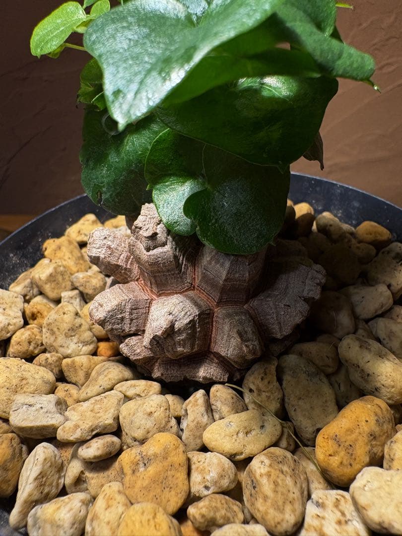 【丸型良型】アフリカ亀甲竜　実生 幅5cm 将来有望