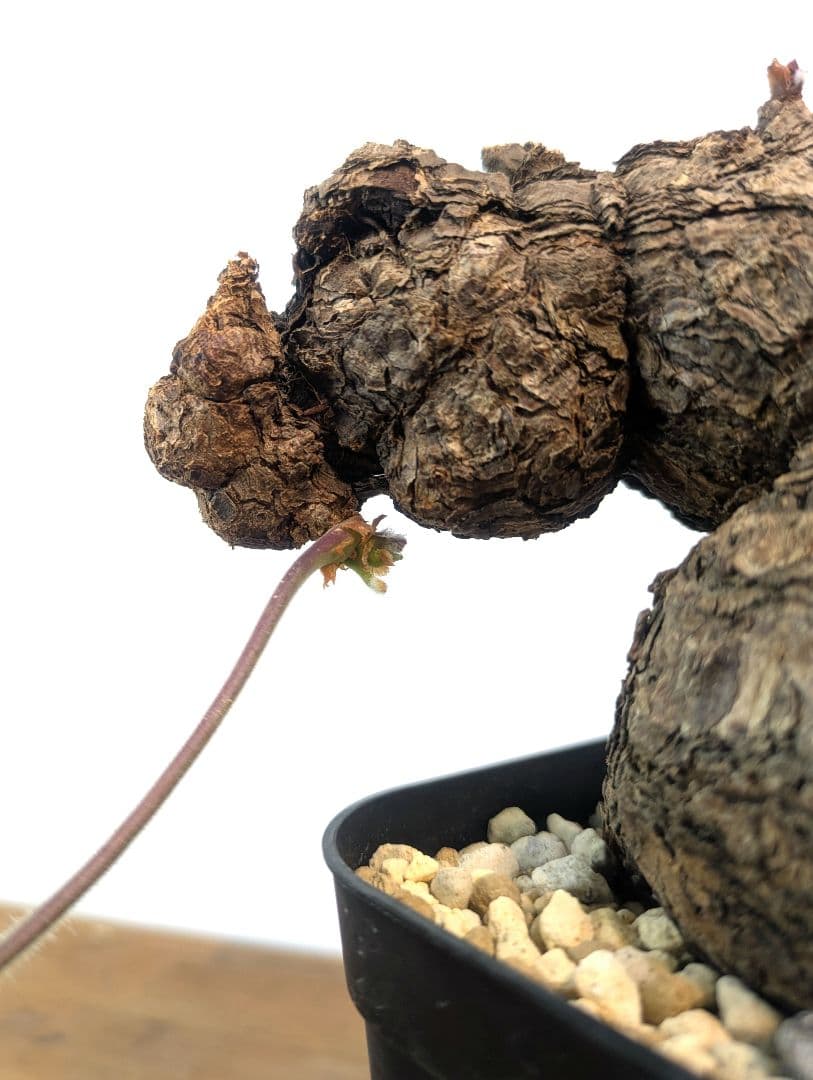 ペラルゴニウム トリステ 現地株 発根済 冬型 塊根植物