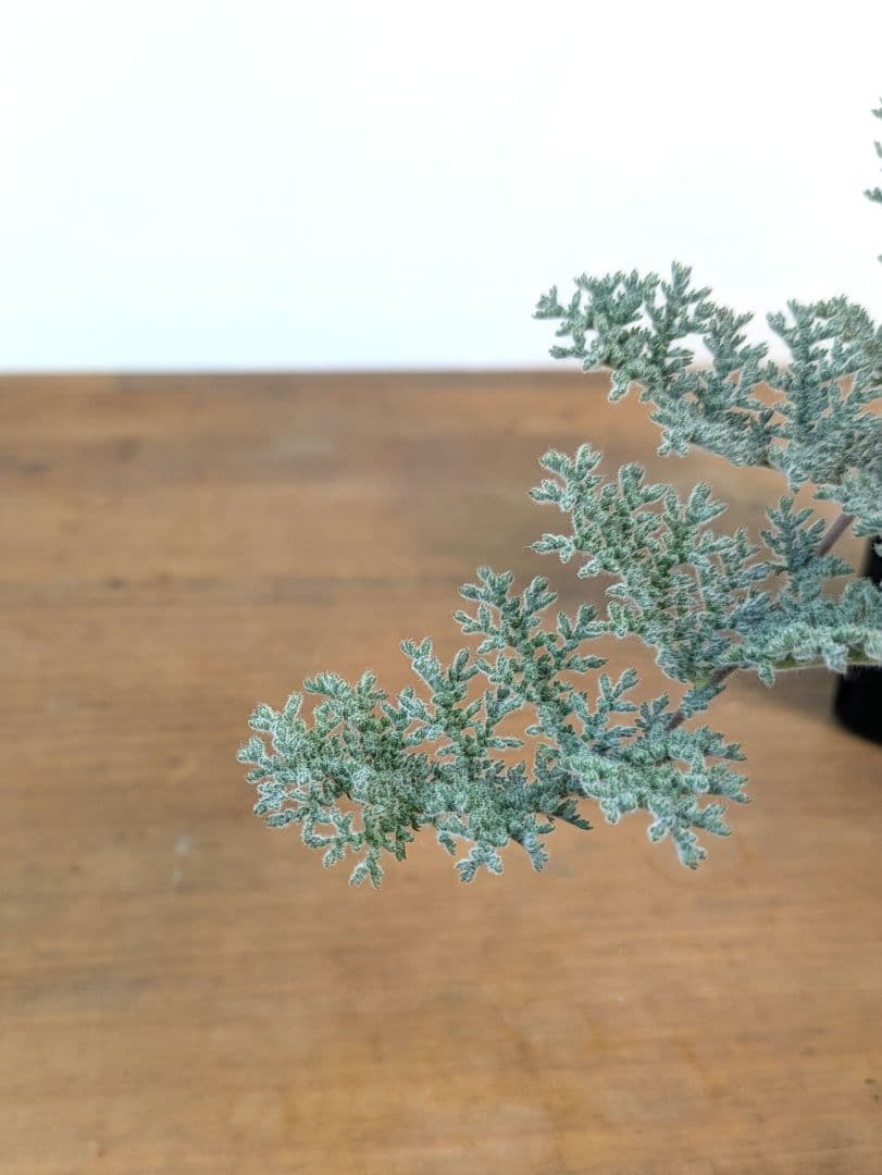 ペラルゴニウム トリステ 現地株 発根済 冬型 塊根植物