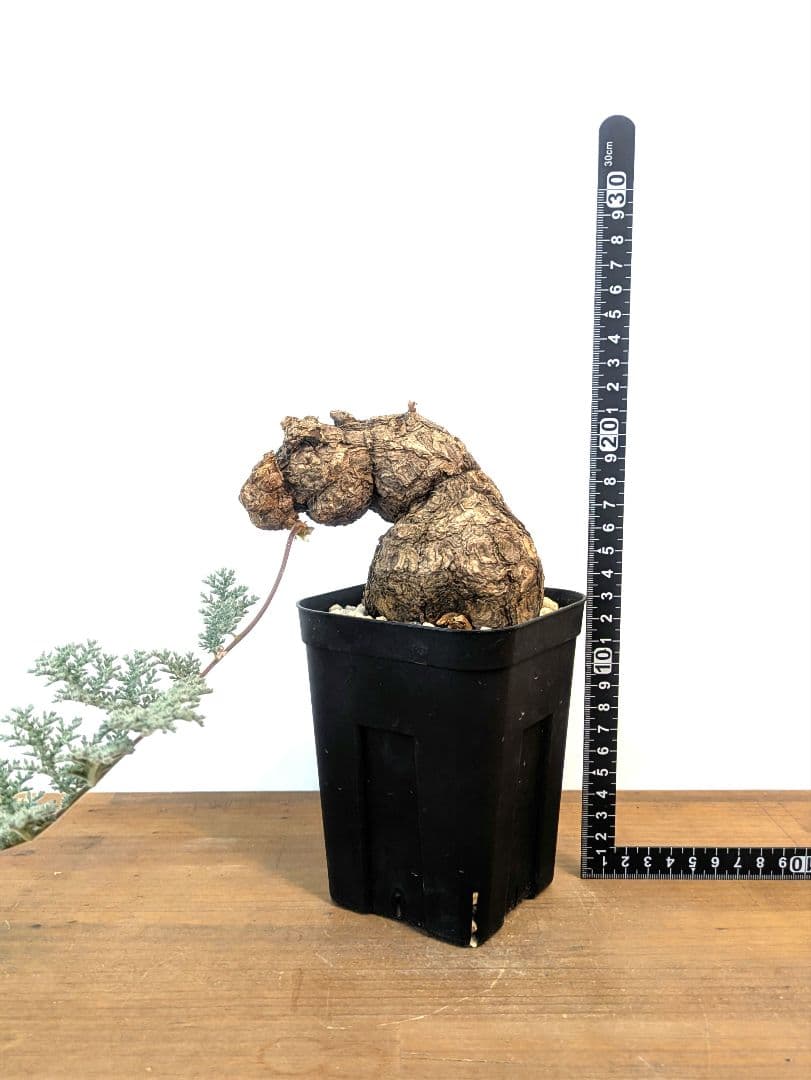 ペラルゴニウム トリステ 現地株 発根済 冬型 塊根植物