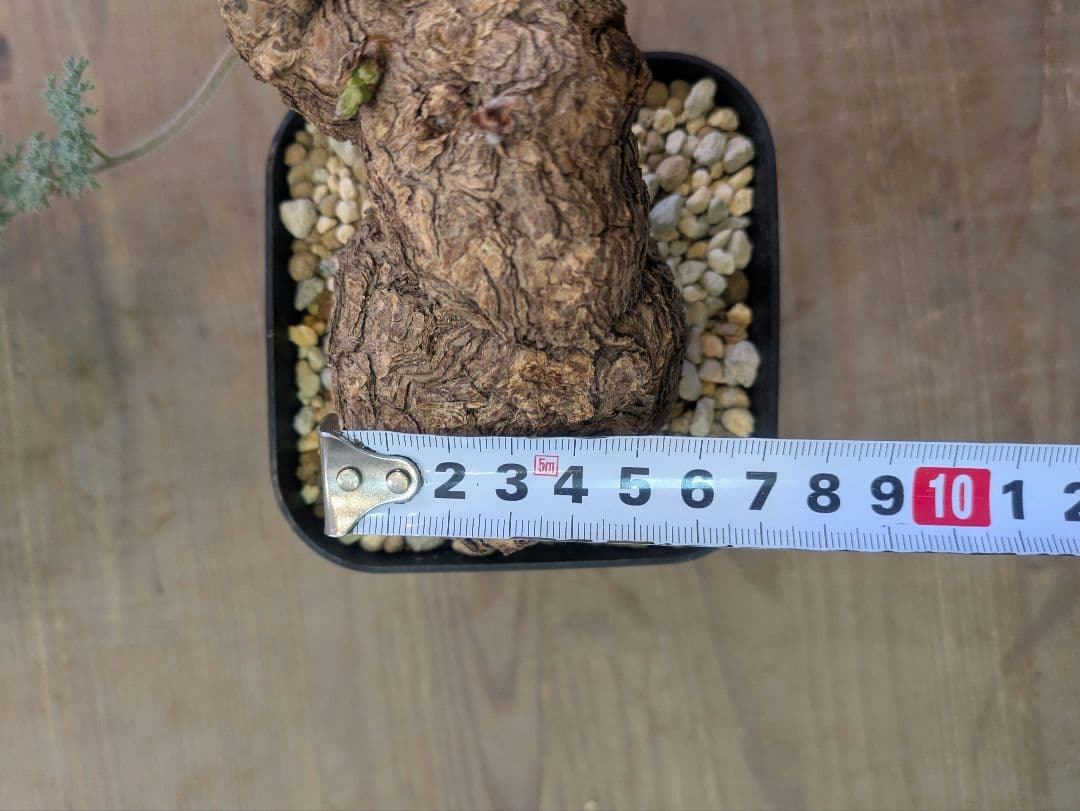 ペラルゴニウム トリステ 現地株 発根済 冬型 塊根植物