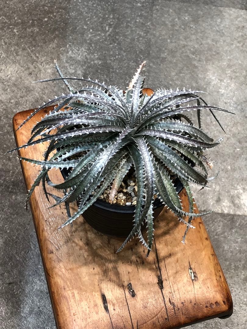 ディッキア・センチピード