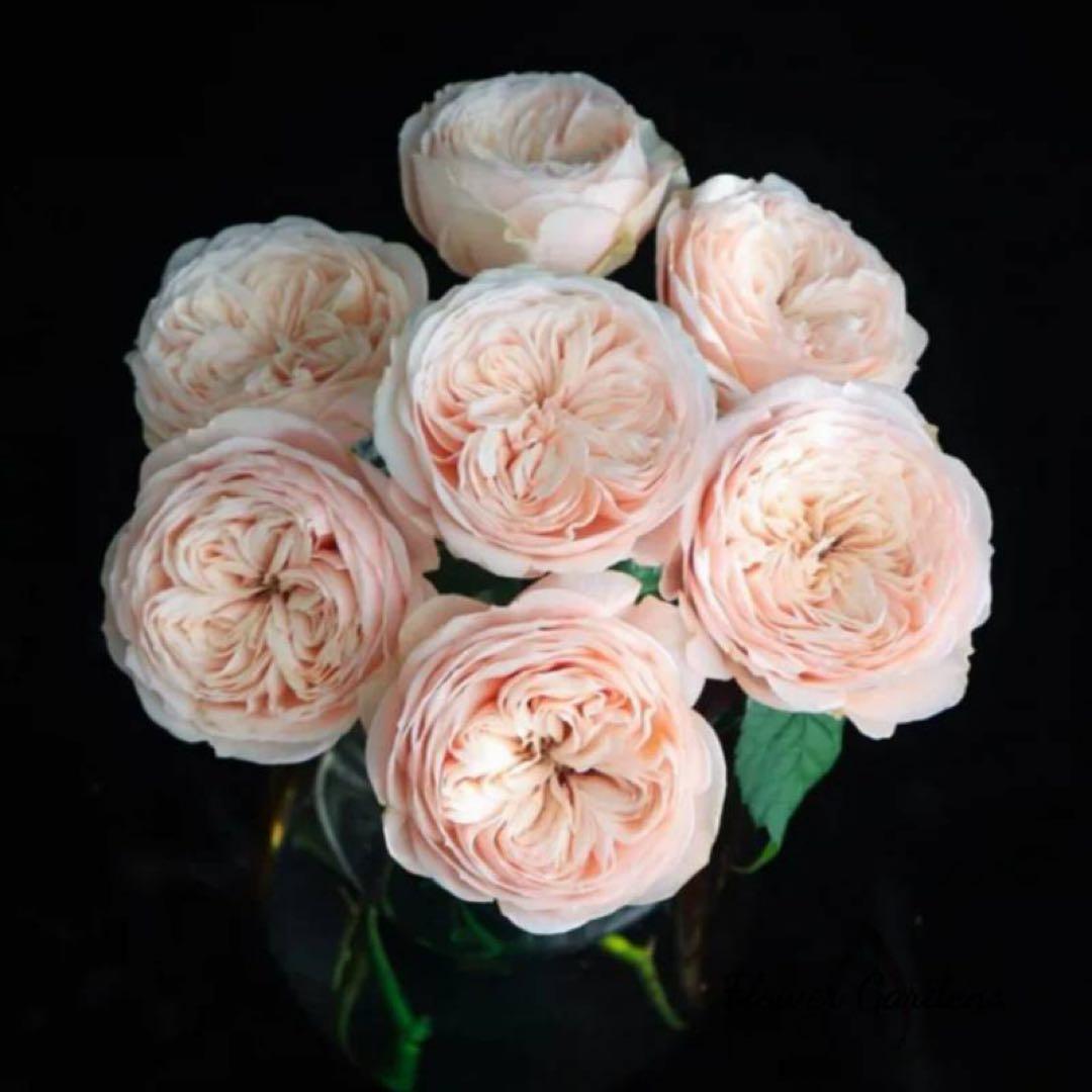 バラ苗切りバラ苗　P♡r♡dise beach Rose