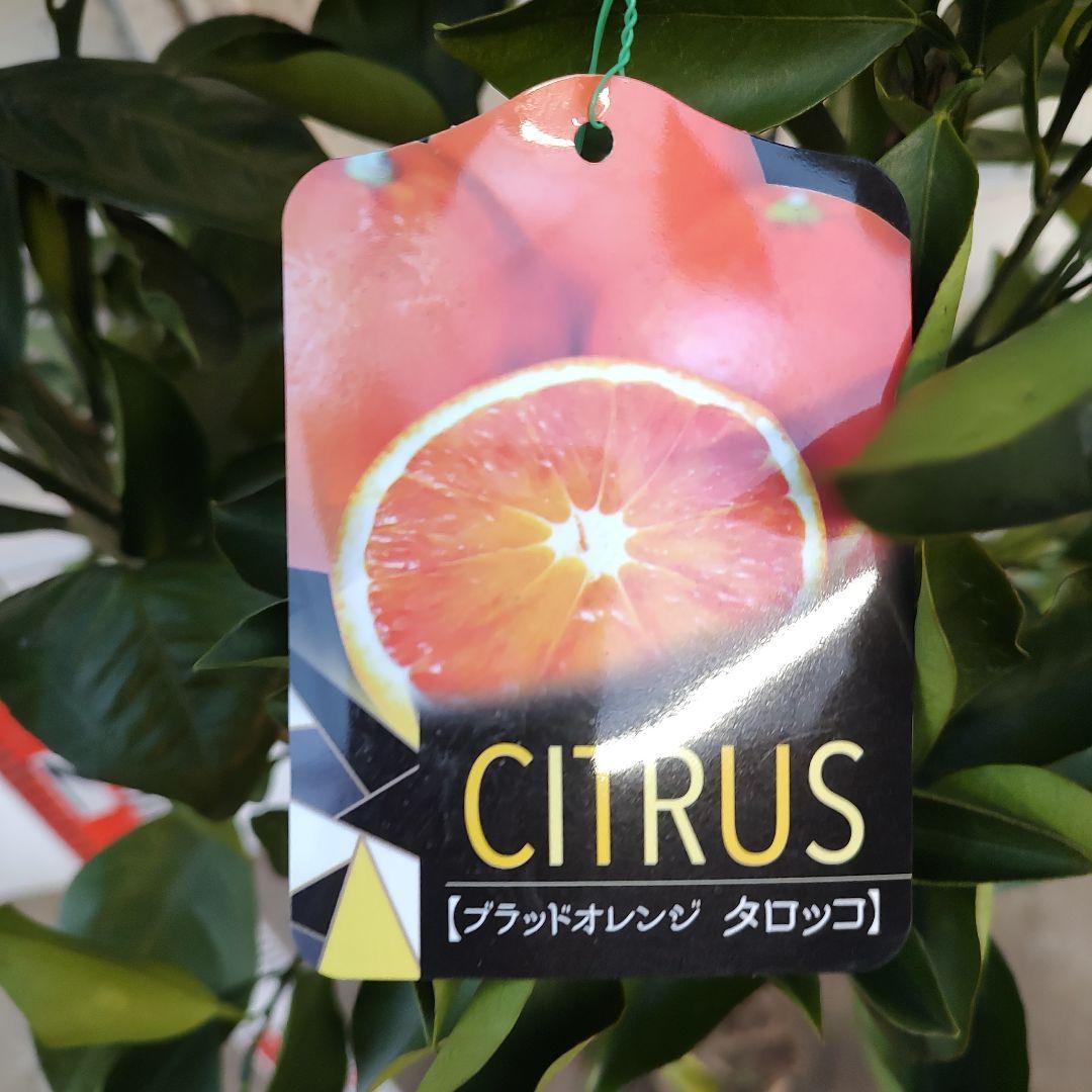 サイダーさま専用 他の方は 買えません ブラッドオレンジ モロ 5年生 大苗