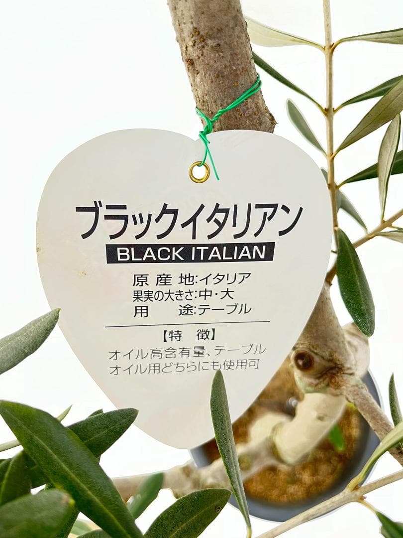 オリーブの木　ブラックイタリアン　7号　約120cm　K-311　希少　現品掲載