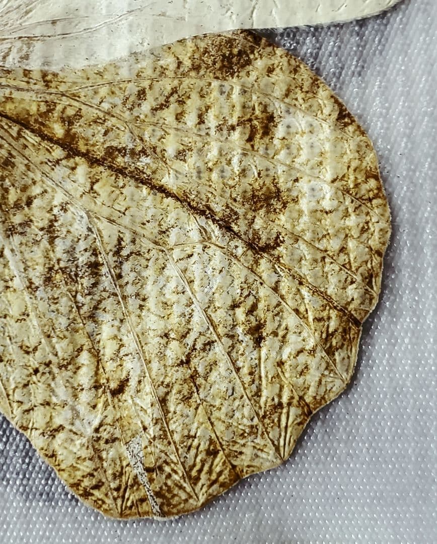 【1960年代当時物】☆蝶類標本☆『台湾産蝴蝶1/2』☆本物の蝶を100頭収録☆