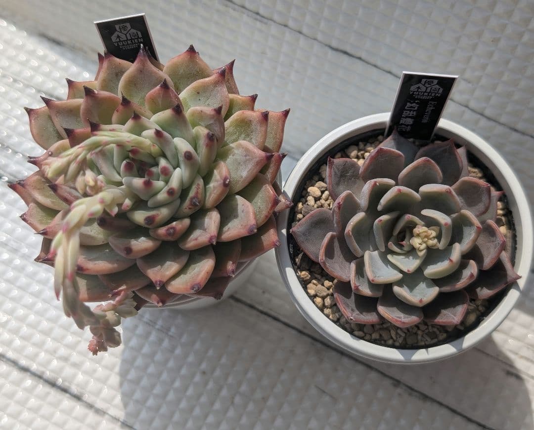 優木園さん 黒札セット1 【先姫】【幻乱燈花】札付き