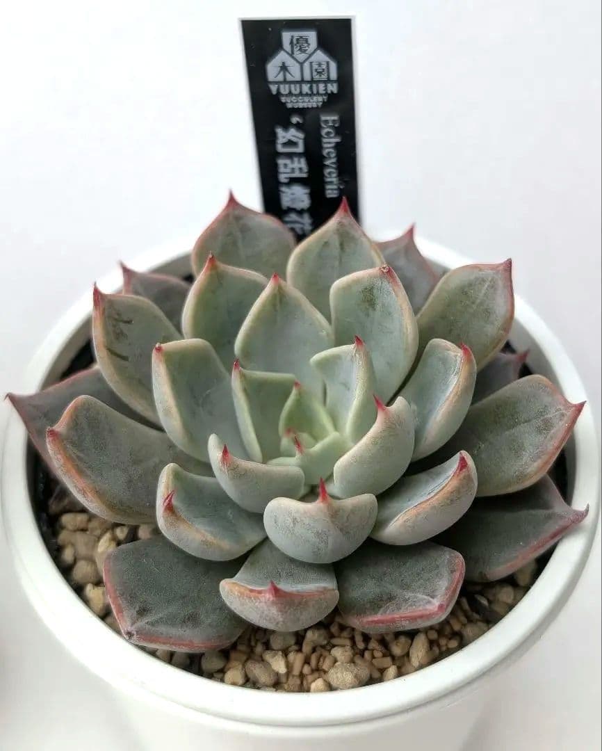 優木園さん 黒札セット1 【先姫】【幻乱燈花】札付き