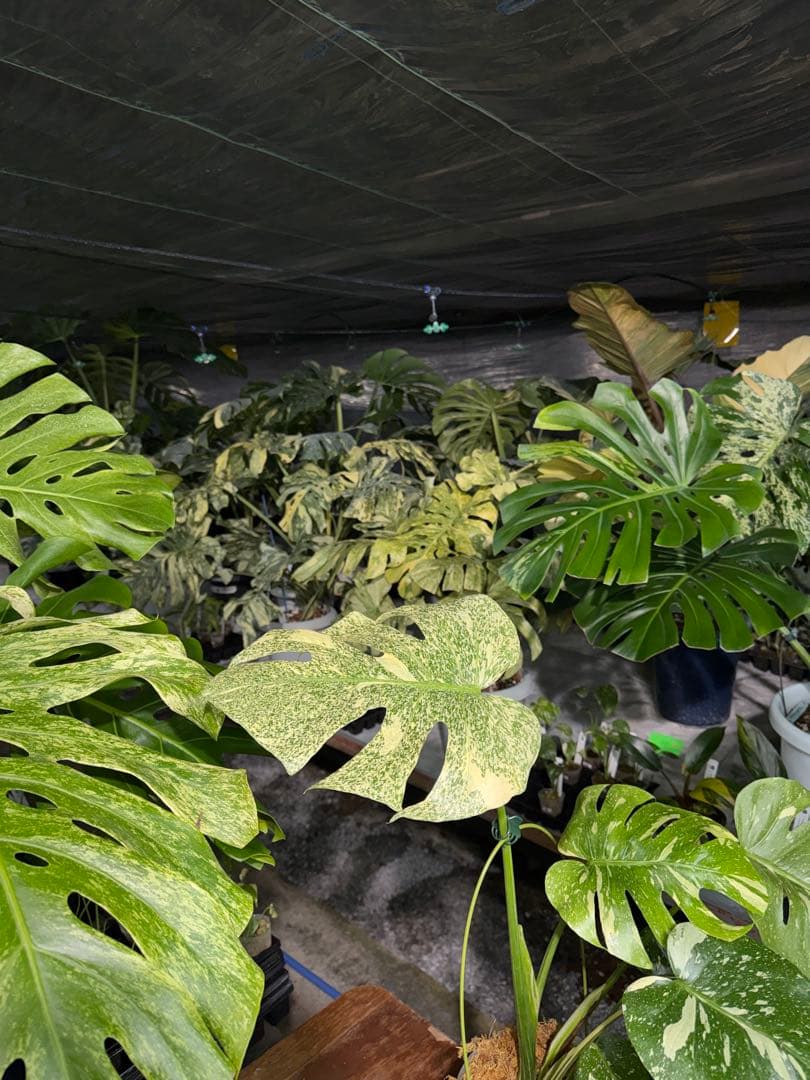 す*る様 1モンステラ　タイコンステレーション　スターライト