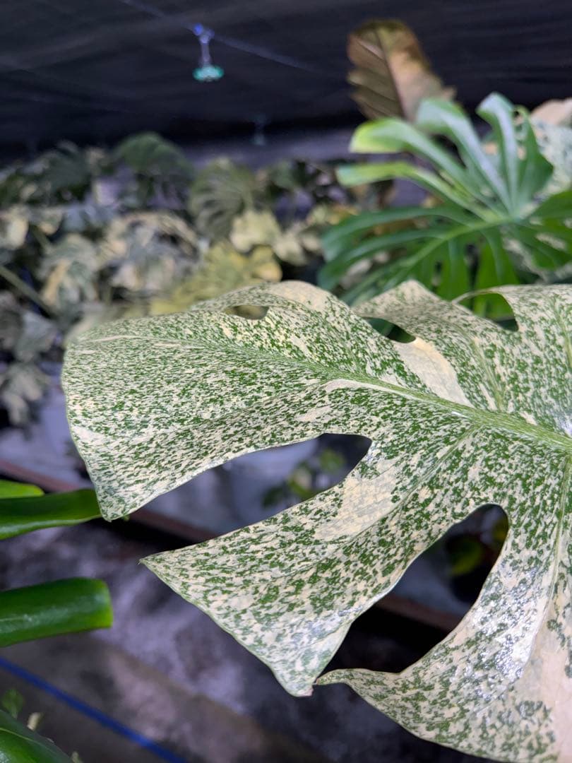 す*る様 1モンステラ　タイコンステレーション　スターライト