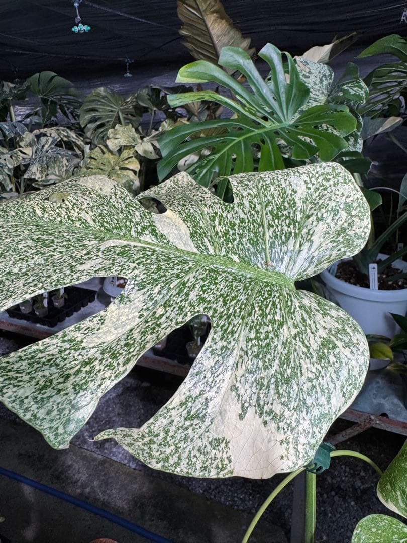 す*る様 1モンステラ　タイコンステレーション　スターライト