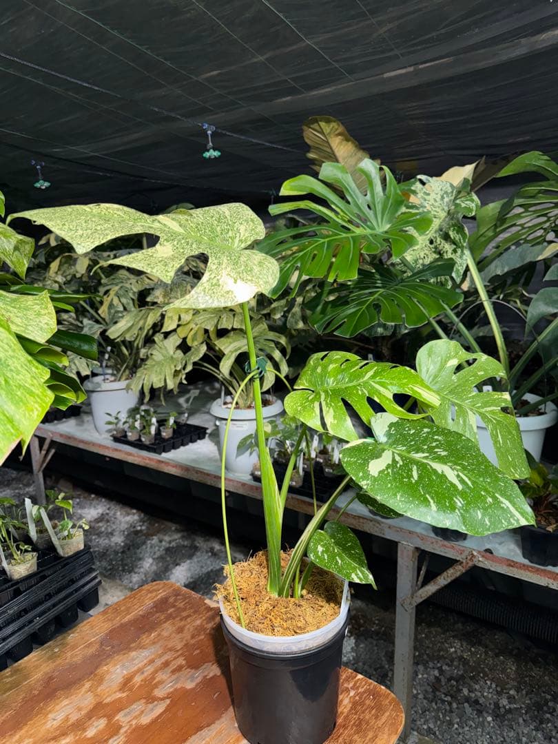 す*る様 1モンステラ　タイコンステレーション　スターライト