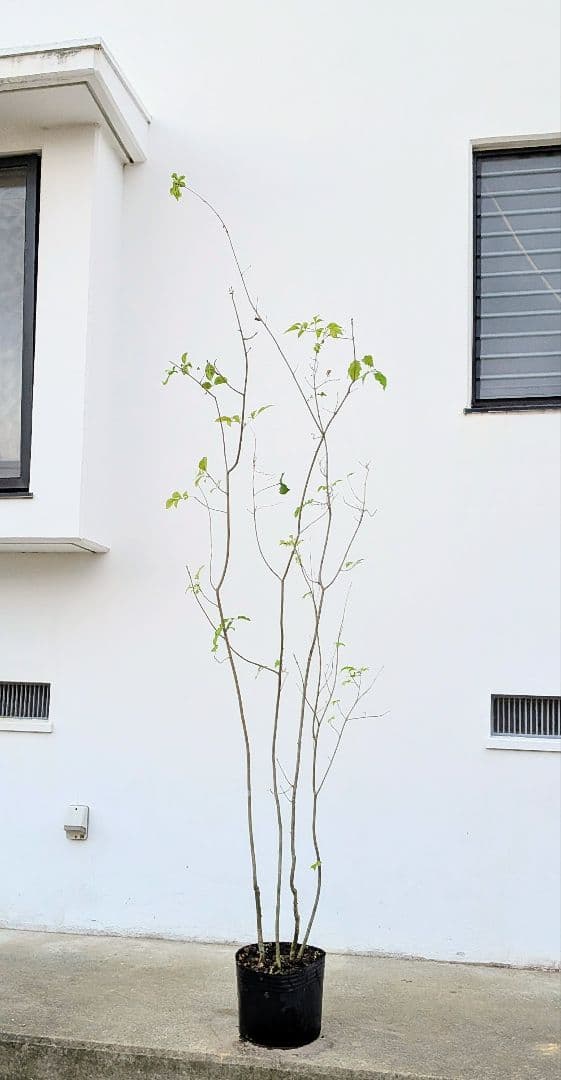 新春特価。山採りアオダモ。