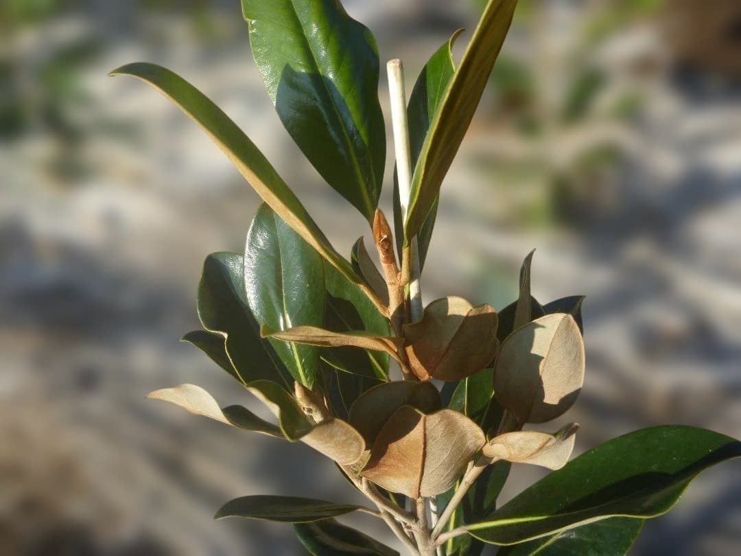 タイサンボク リトルジェム 常緑樹 苗木 約50cm