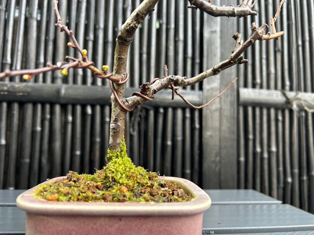 白長寿梅の小品盆栽