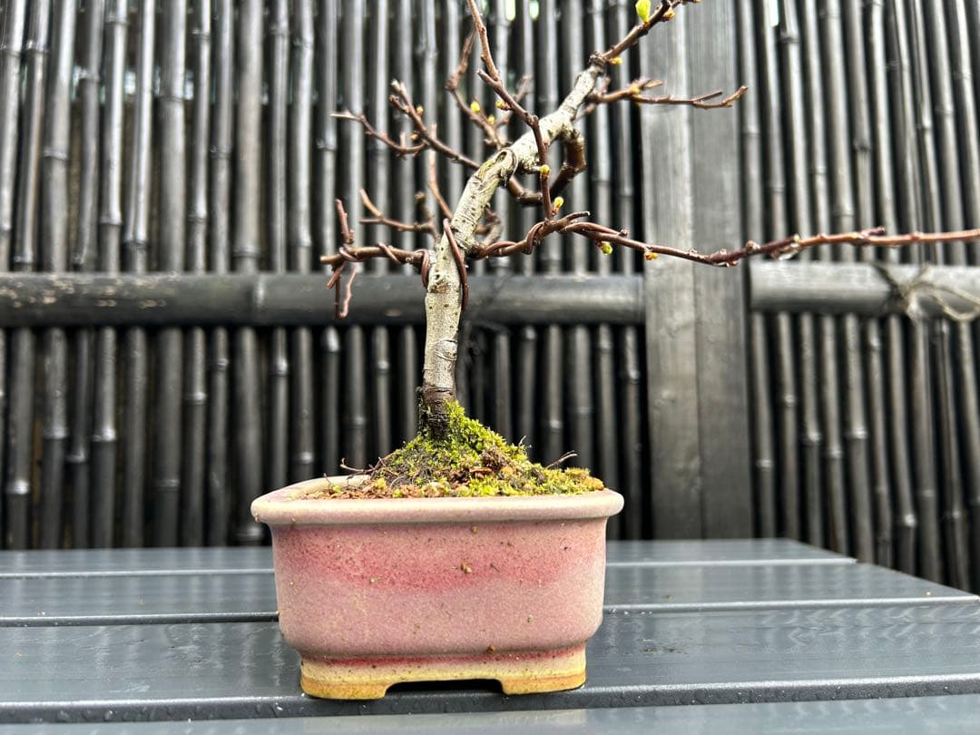 白長寿梅の小品盆栽